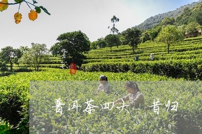 普洱茶四大 昔归/2023041277260